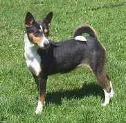 http://www.pedigrees.zandebasenjis.com/hestekin%20hills%20precious%20reba.jpg